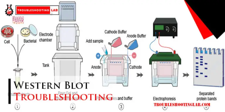 Western Blot Troubleshooting-Fi