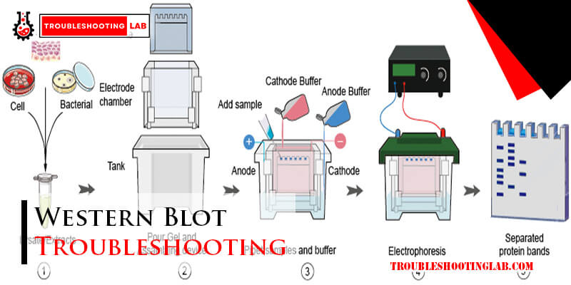 Western Blot Troubleshooting-Fi