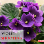 African Violet Troubleshooting-Fi