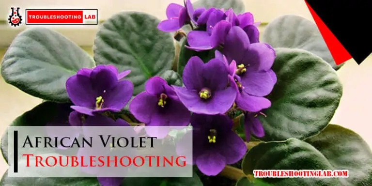 African Violet Troubleshooting-Fi