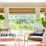 Fiddle Leaf Fig Troubleshooting-Fi