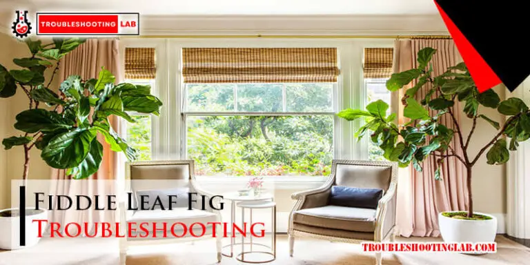 Fiddle Leaf Fig Troubleshooting-Fi