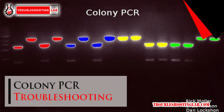 Colony PCR Troubleshooting-Fi