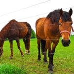 American Farmworks Electric Fence Troubleshooting