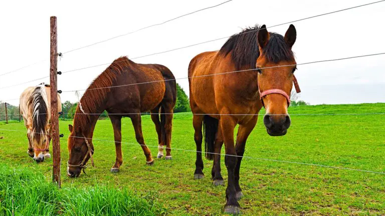 American Farmworks Electric Fence Troubleshooting