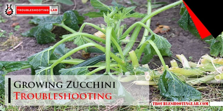 Growing Zucchini Troubleshooting