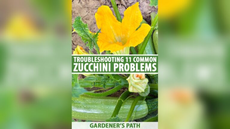 Growing Zucchini Troubleshooting