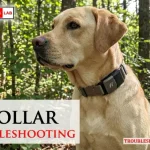 Fi Collar Troubleshooting